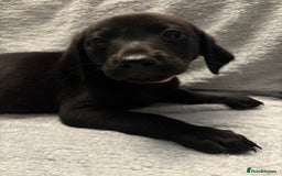 Labrador Retriever dogs for sale: Ready now beautiful Labrador retriever puppies - Image 19