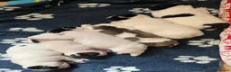French Bulldog dogs for sale: KC reg. Crufts & International Champion breeding  in Baldock - Advert 8