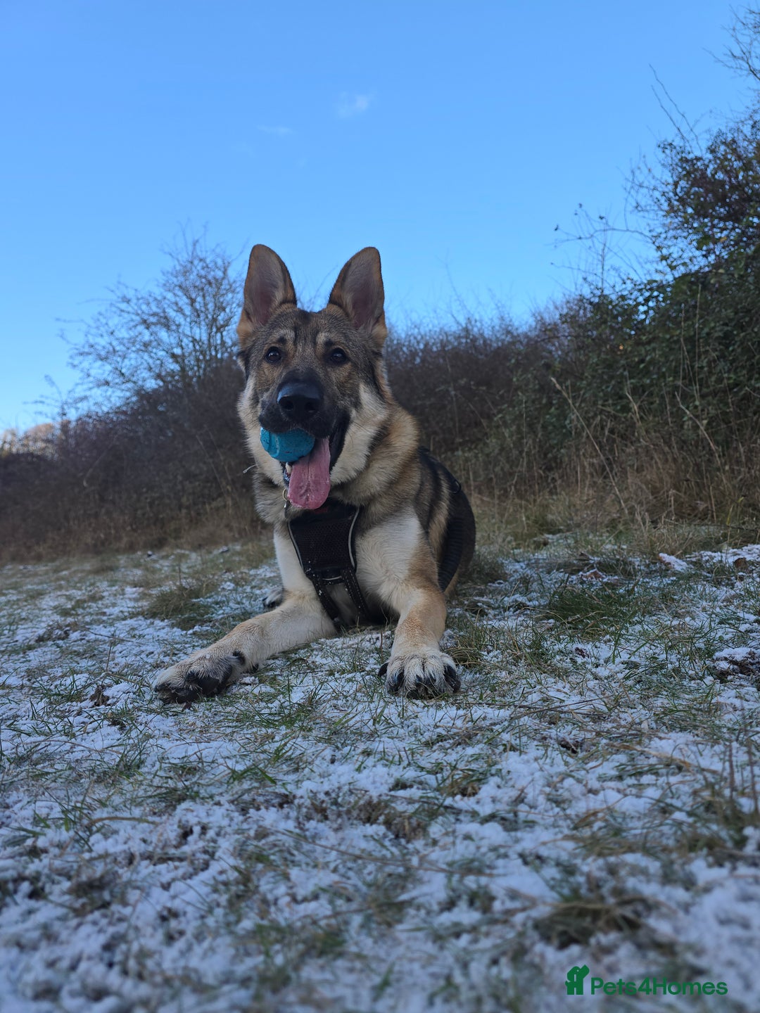 German Shepherd dogs for sale: Very loving and affectionate German Shepherd  - Advert 3