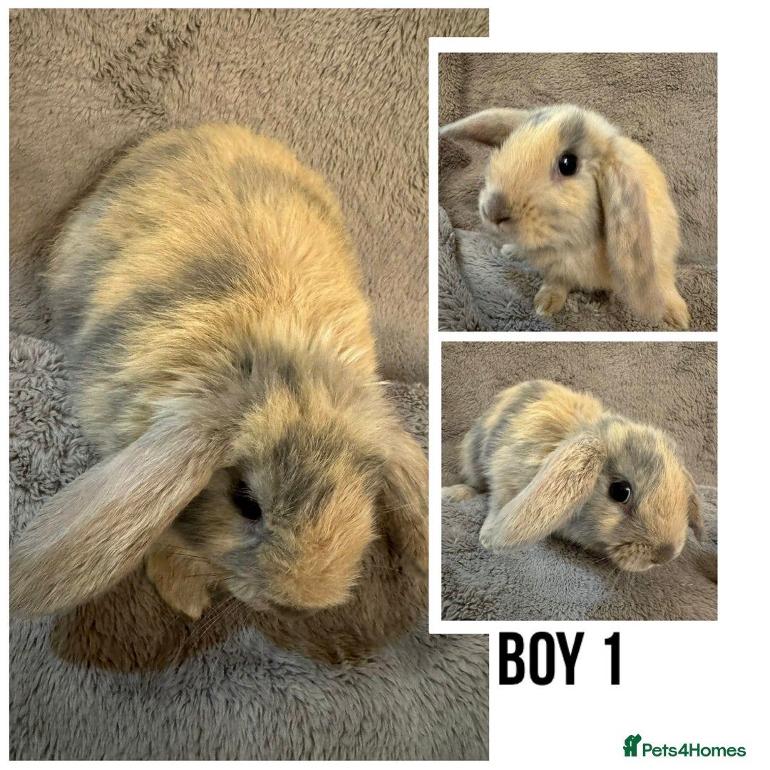 Dwarf Lop rabbits for sale: We have Six Pure Bred Baby Dwarf Lop Bunnies - Advert 3
