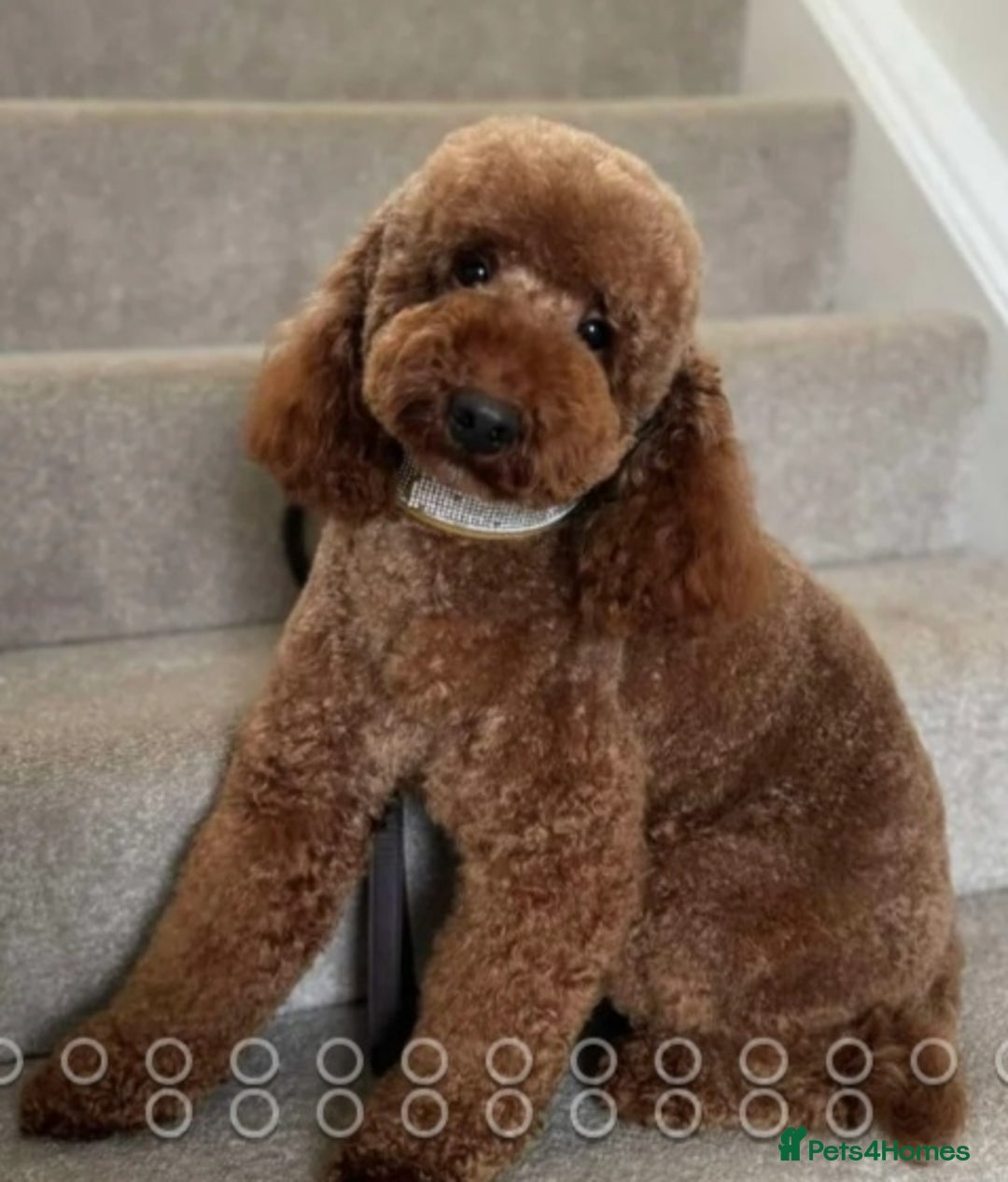 Miniature Poodle dogs for sale: 5 generation pedigree beautiful red mini poodles - Image 3