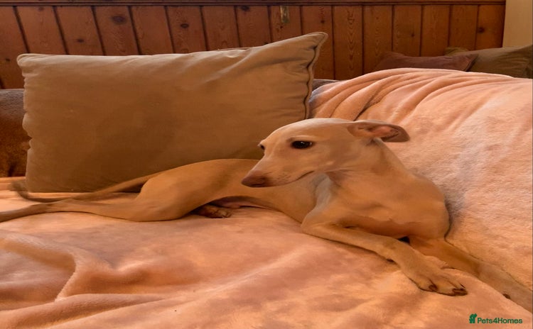 Italian Greyhound dogs in Leeds - Advert 2