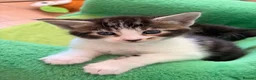 Maine Coon cats for sale: Maine Coon Cross Kittens - Advert 8
