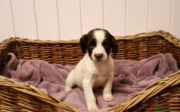 English Springer Spaniel dogs for sale: Working Bred Springer Spaniel Puppies For Sale.  - Image 22