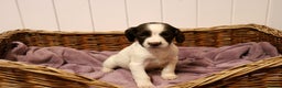 English Springer Spaniel dogs for sale: 1 BOY LEFT!! Working Bred Springer Spaniel.  - Advert 27