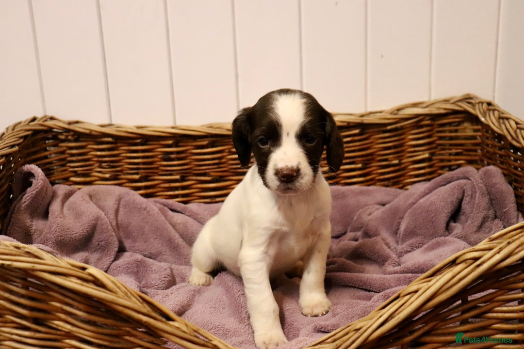 English Springer Spaniel dogs for sale: Working Bred Springer Spaniel Puppies For Sale.  - Image 22