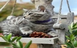 Bengal cats for sale:  Beautiful Bengal kittens  - Image 14