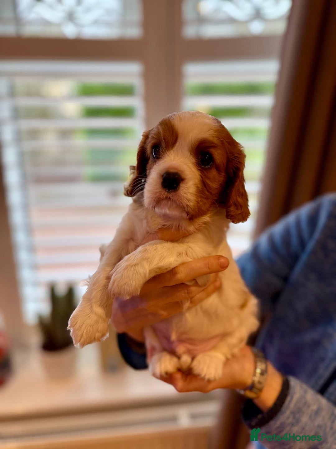 Cavalier King Charles Spaniel dogs for sale: King Charles Cavalier Blenheim boy available 🐶🥰 - Advert 3