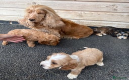 Cockapoo dogs for sale: Adorable F1 Cockapoo puppies - Image 11