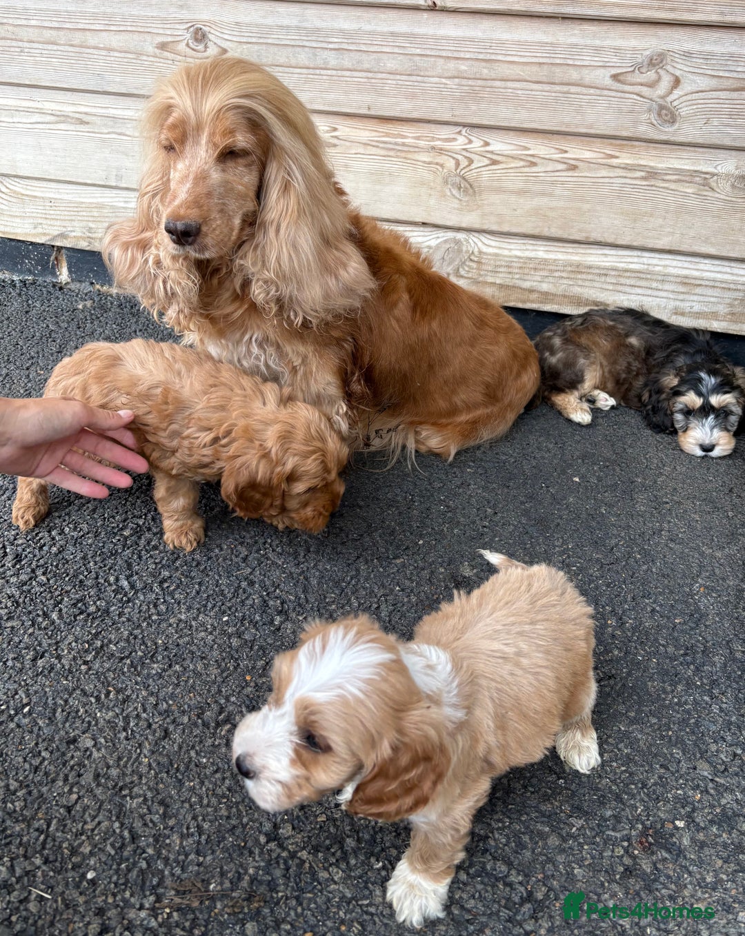 Cockapoo dogs for sale: Adorable F1 Cockapoo puppies - Image 11