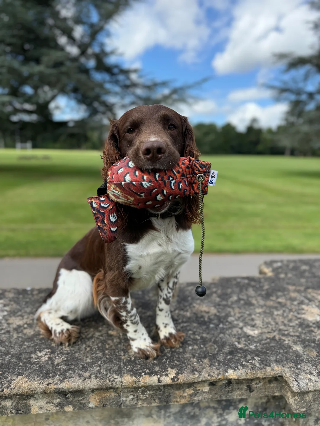 English Springer Spaniel dogs for stud: Fully health tested stud, Pippenmoor Red Flame - Advert 8