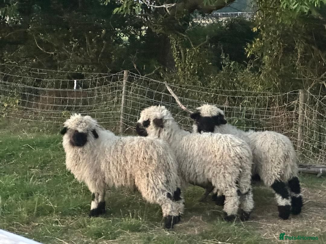 Sheep livestock VALAIS BLACKNOSE WETHER LAMBS £100 EACH - Advert 3
