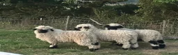 Sheep livestock for sale: VALAIS BLACKNOSE WETHER LAMBS £100 EACH - Advert 1