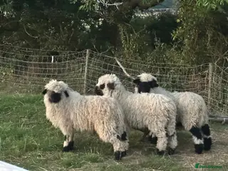 Sheep livestock VALAIS BLACKNOSE WETHER LAMBS £100 EACH - Advert 3
