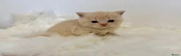 British Shorthair cats for sale: Gccf registered British shorthair kittens - Advert 3