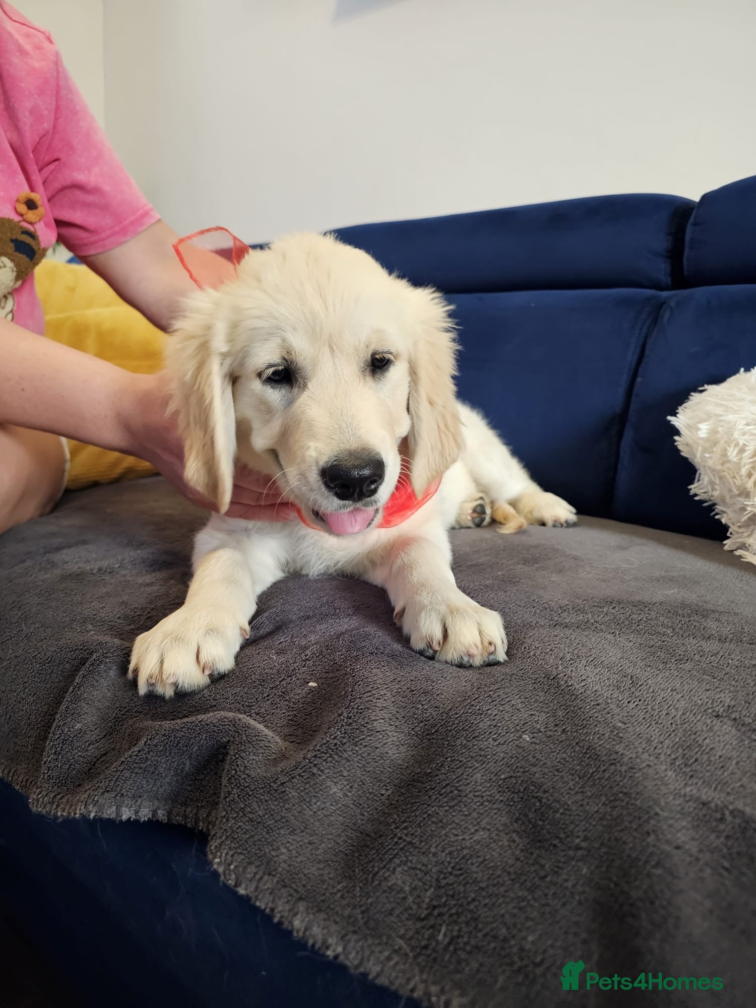 Golden Retriever dogs ❤️❤️❤️Beautiful KC Golden Retriever puppies❤️❤️❤️ - Advert 12
