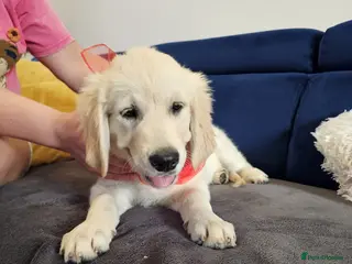 Golden Retriever dogs ❤️❤️❤️Beautiful KC Golden Retriever puppies❤️❤️❤️ - Advert 3