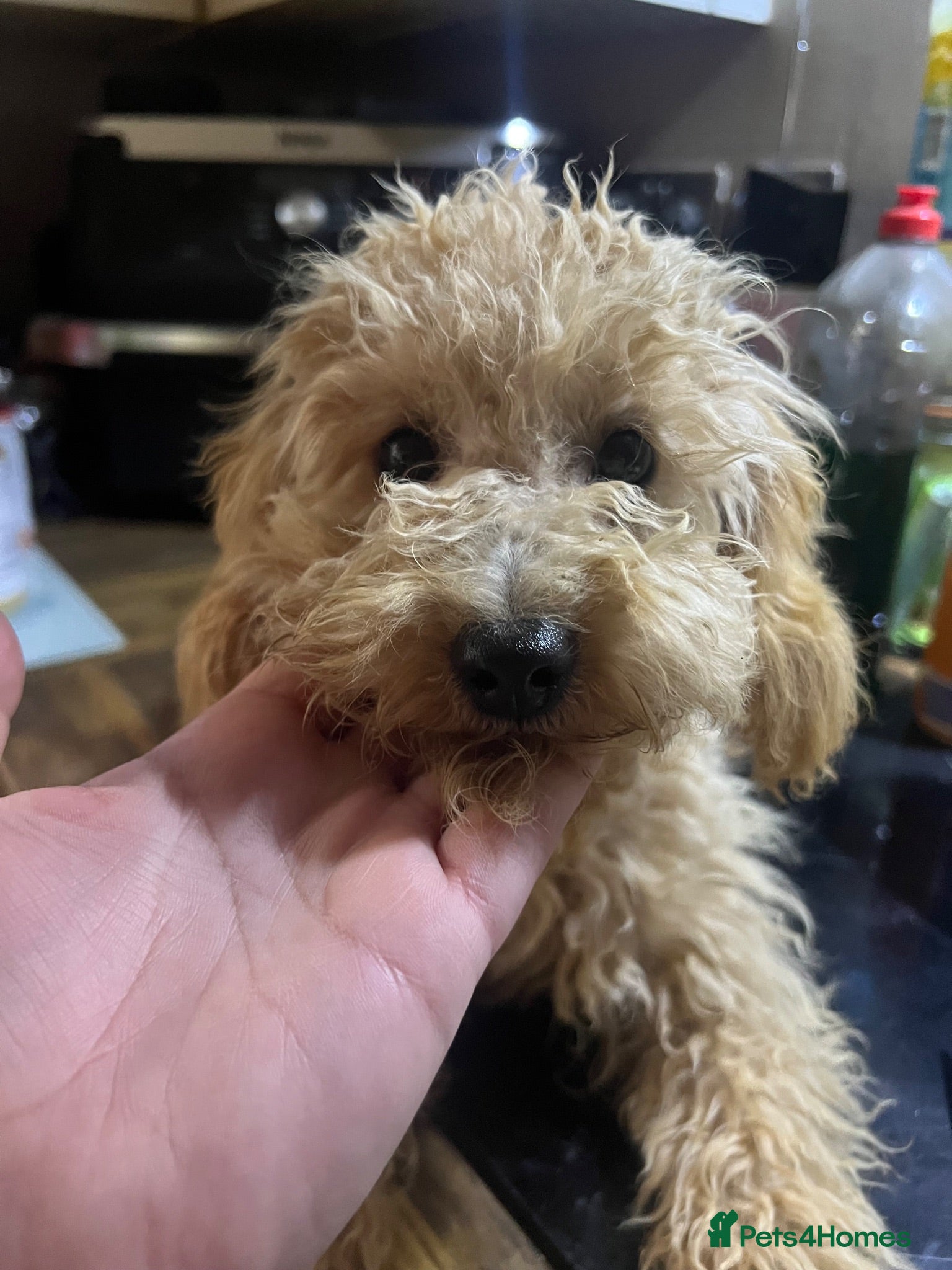 Toy Poodle dogs Apricot male toy poodle  - Advert 9