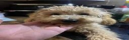Toy Poodle dogs for sale: Apricot male toy poodle  - Advert 1
