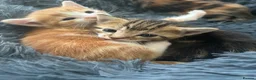 Domestic Shorthair cats for sale: Kittens - Advert 4