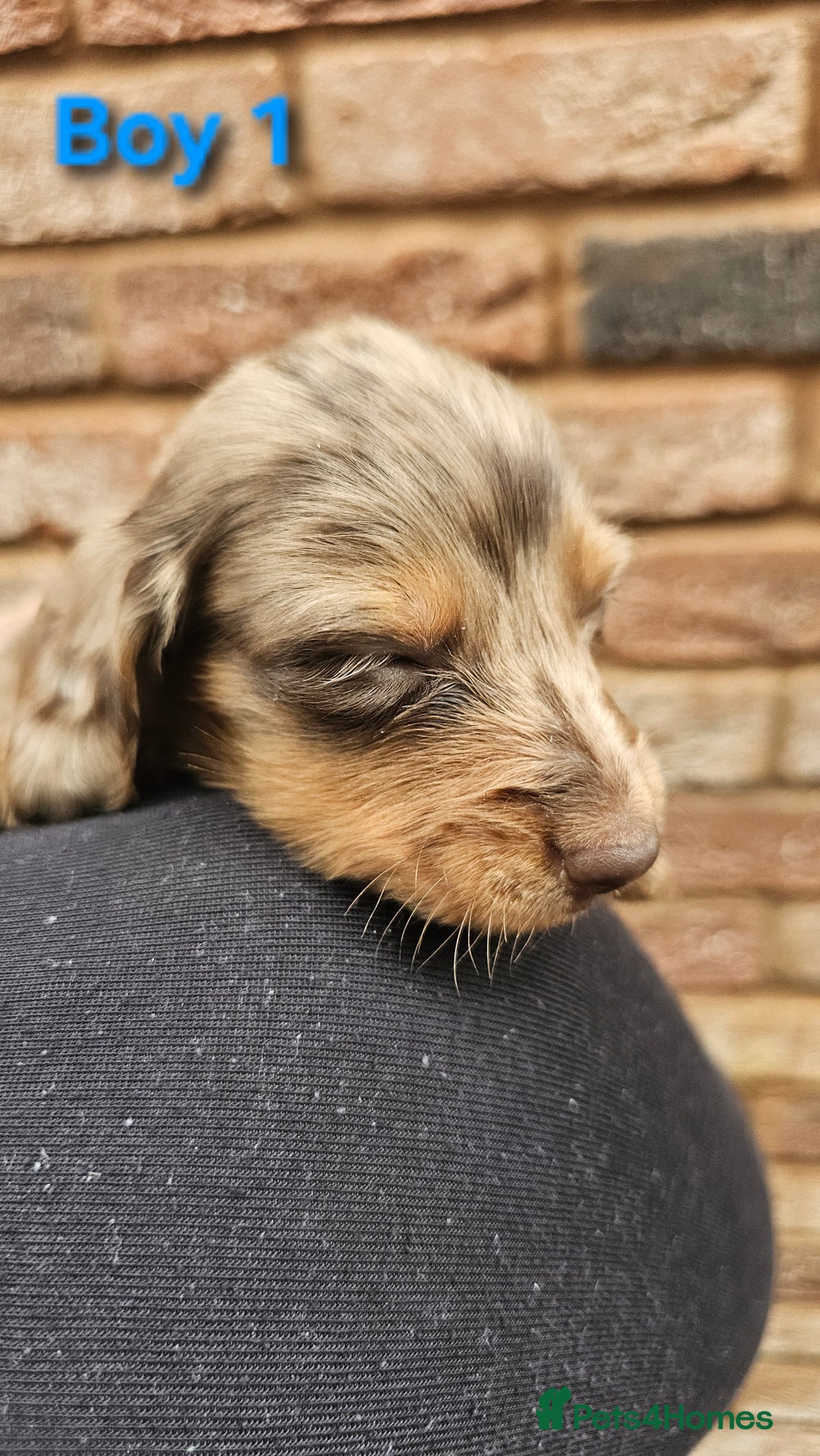 Miniature Dachshund dogs for sale: Miniature Dachshund Long Haired  - Advert 4