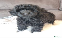 Cockapoo dogs for sale: Adorable best friend pups, sold fully vaccinated - Advert 7
