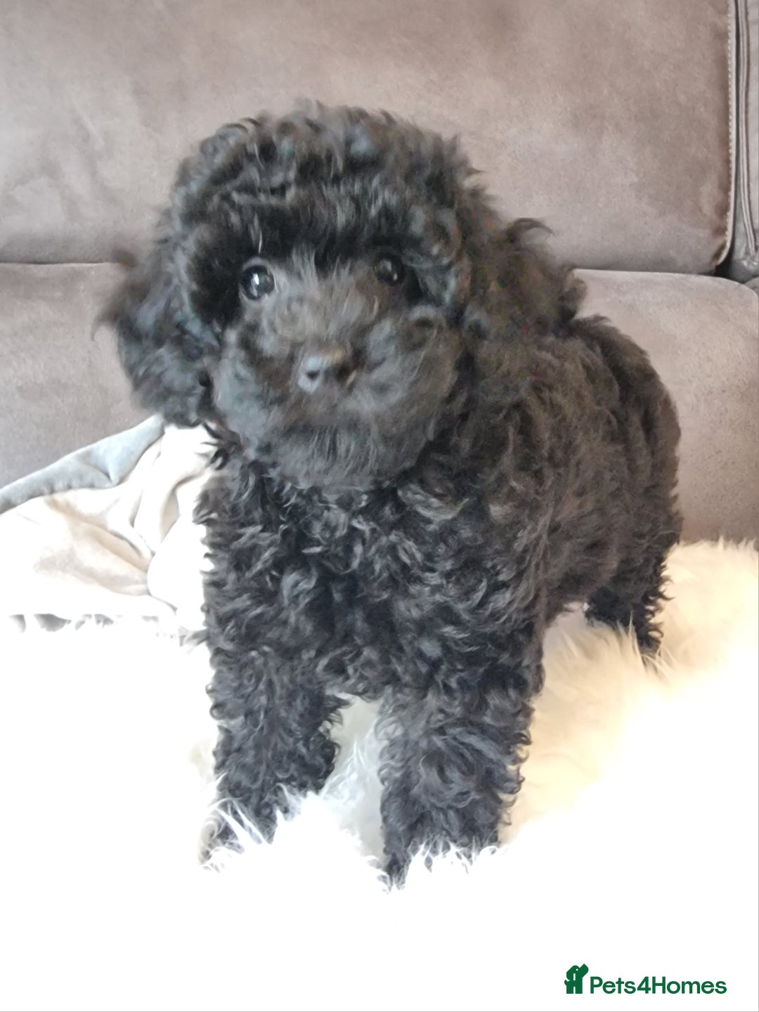 Cockapoo dogs for sale: Adorable best friend pups, sold fully vaccinated - Advert 7