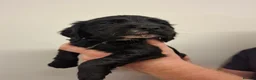 Cocker Spaniel dogs for sale: Black cocker spaniel puppies  - Advert 7