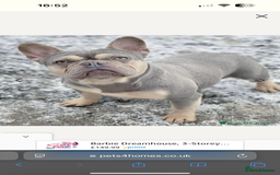 French Bulldog dogs for sale: French bulldog puppy’s  - Image 6