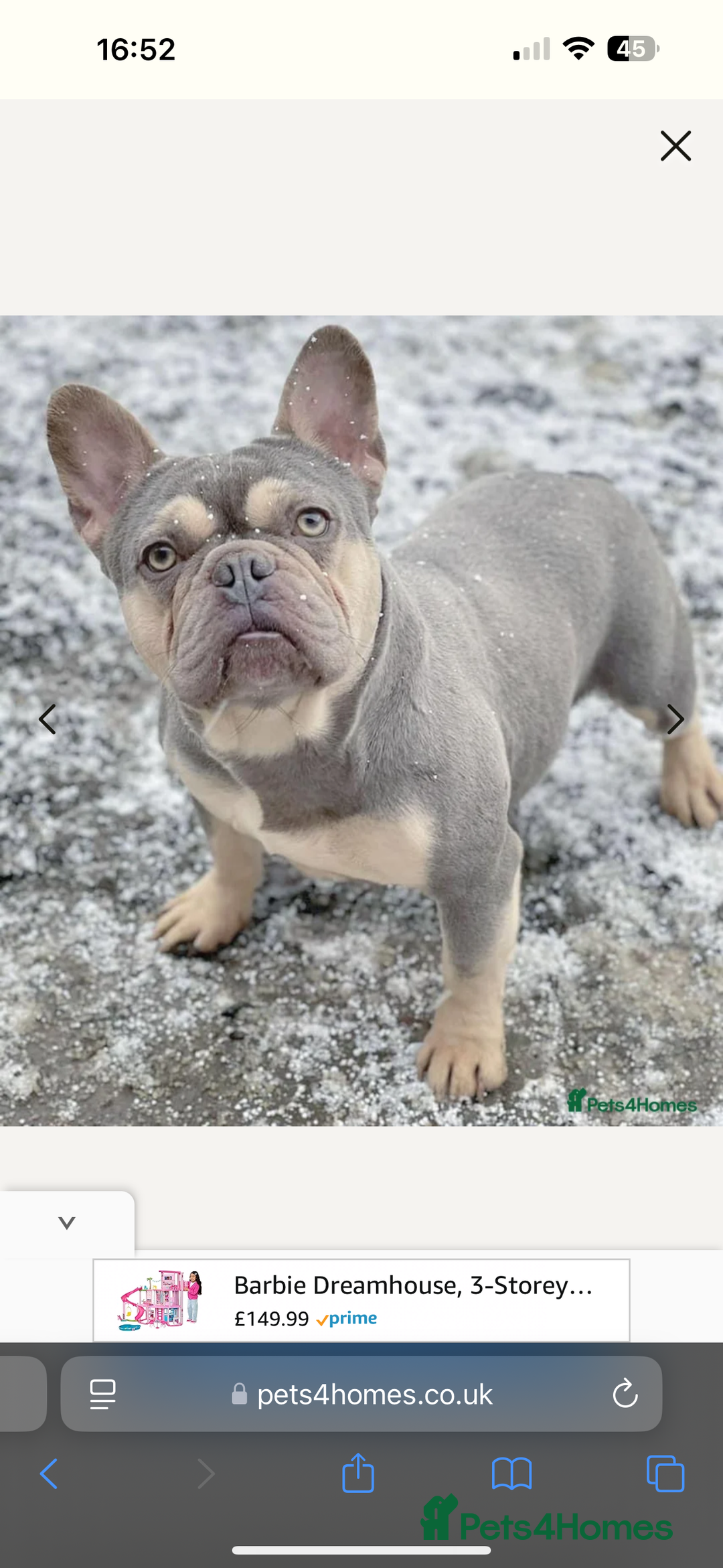 French Bulldog dogs for sale: French bulldog puppy’s  - Image 6