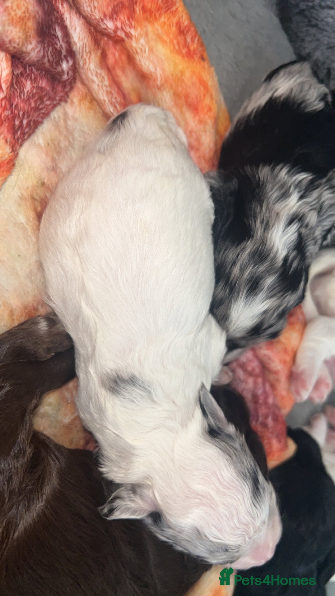 Cockapoo dogs for sale: Multi-Gen Cockapoo Puppies for sale.  - Image 7
