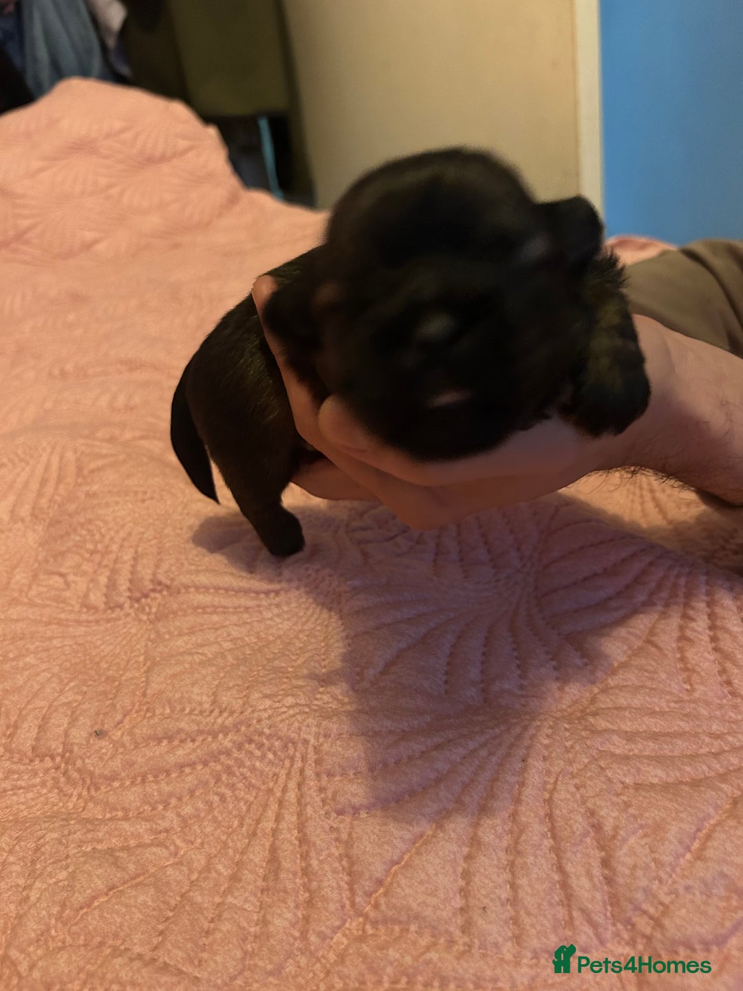 Shih Tzu dogs for sale: One dark brown male shihtzu - Advert 1