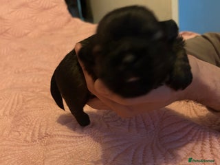 Shih Tzu dogs One dark brown male shihtzu - Advert 1