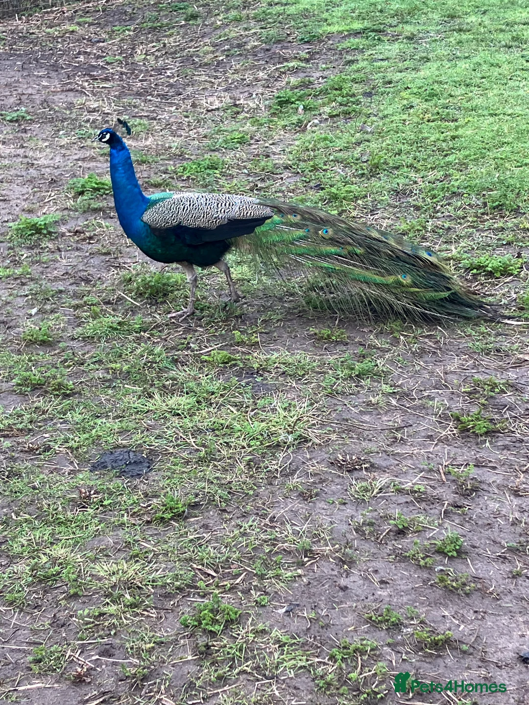 Peafowl poultry for sale: Pair of Indian Blue Peacocks - Advert 3