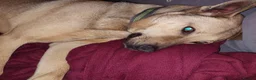 Mixed Breed dogs for adoption: Gabriel - Norwich Norfolk  - Advert 38