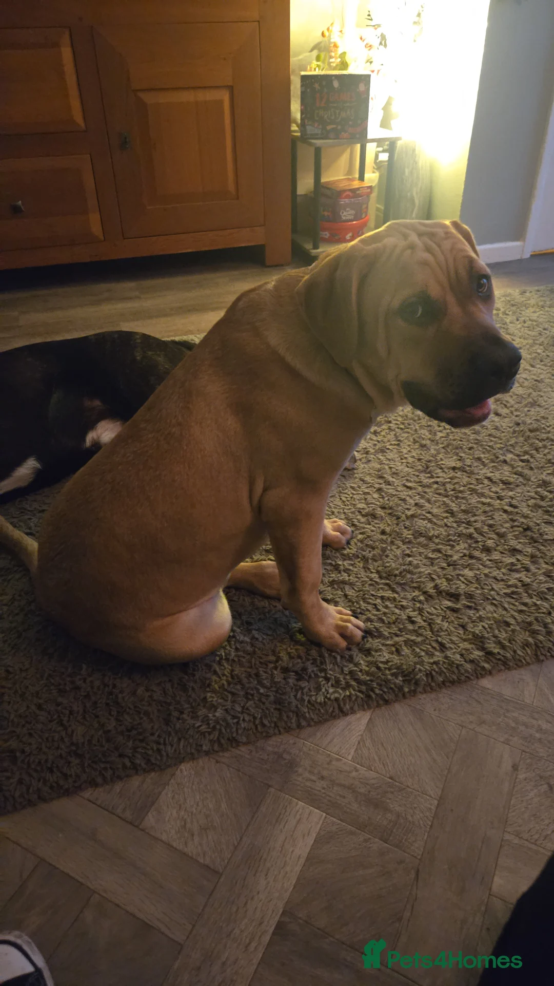 Mixed Breed dogs for sale: 7 month old female - Advert 11