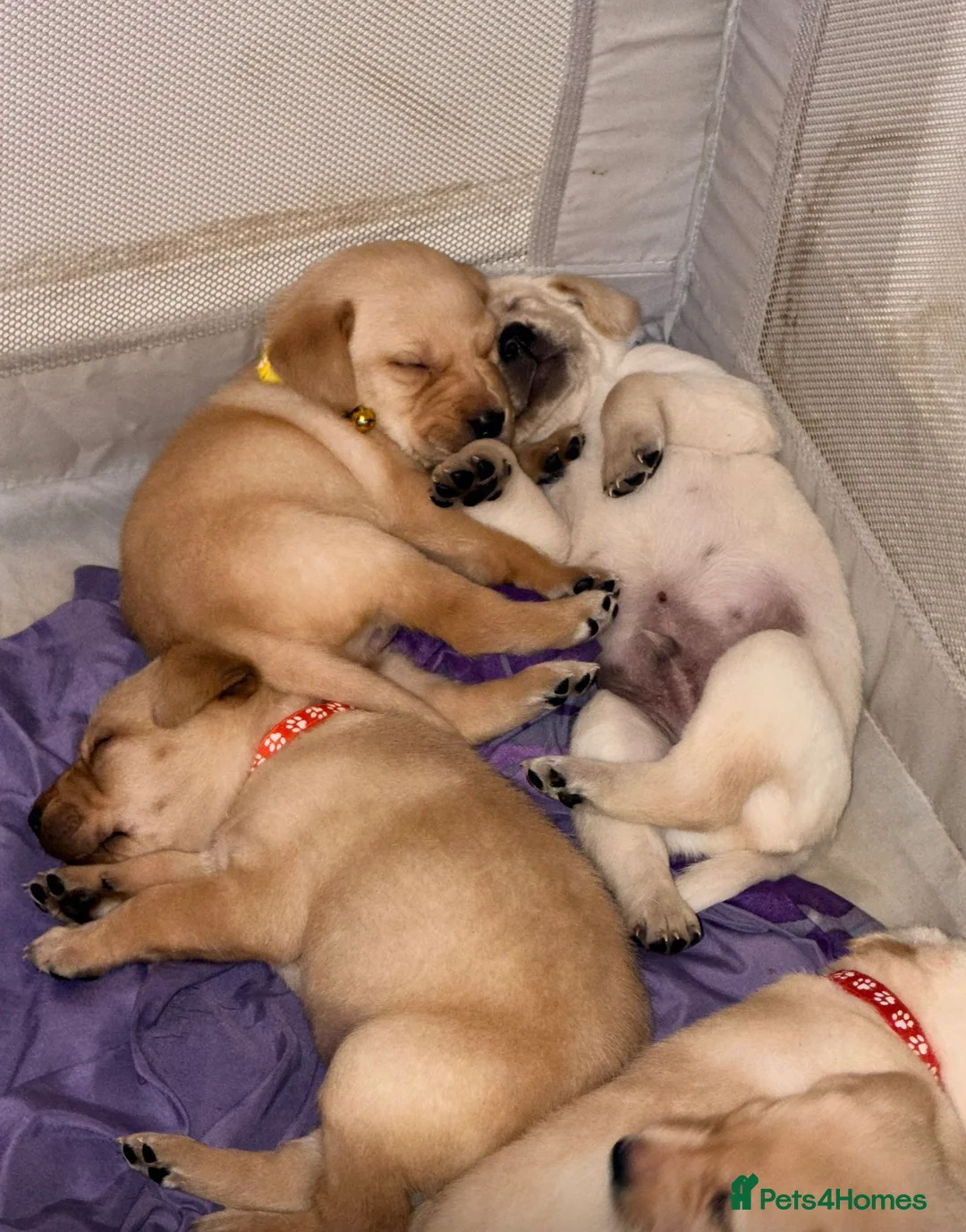 Labrador Retriever dogs for sale: Last Labrador left 🐶🐾 - Advert 5