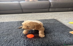 Golden Retriever dogs for sale: Beautiful Golden Retriever puppies - Image 2