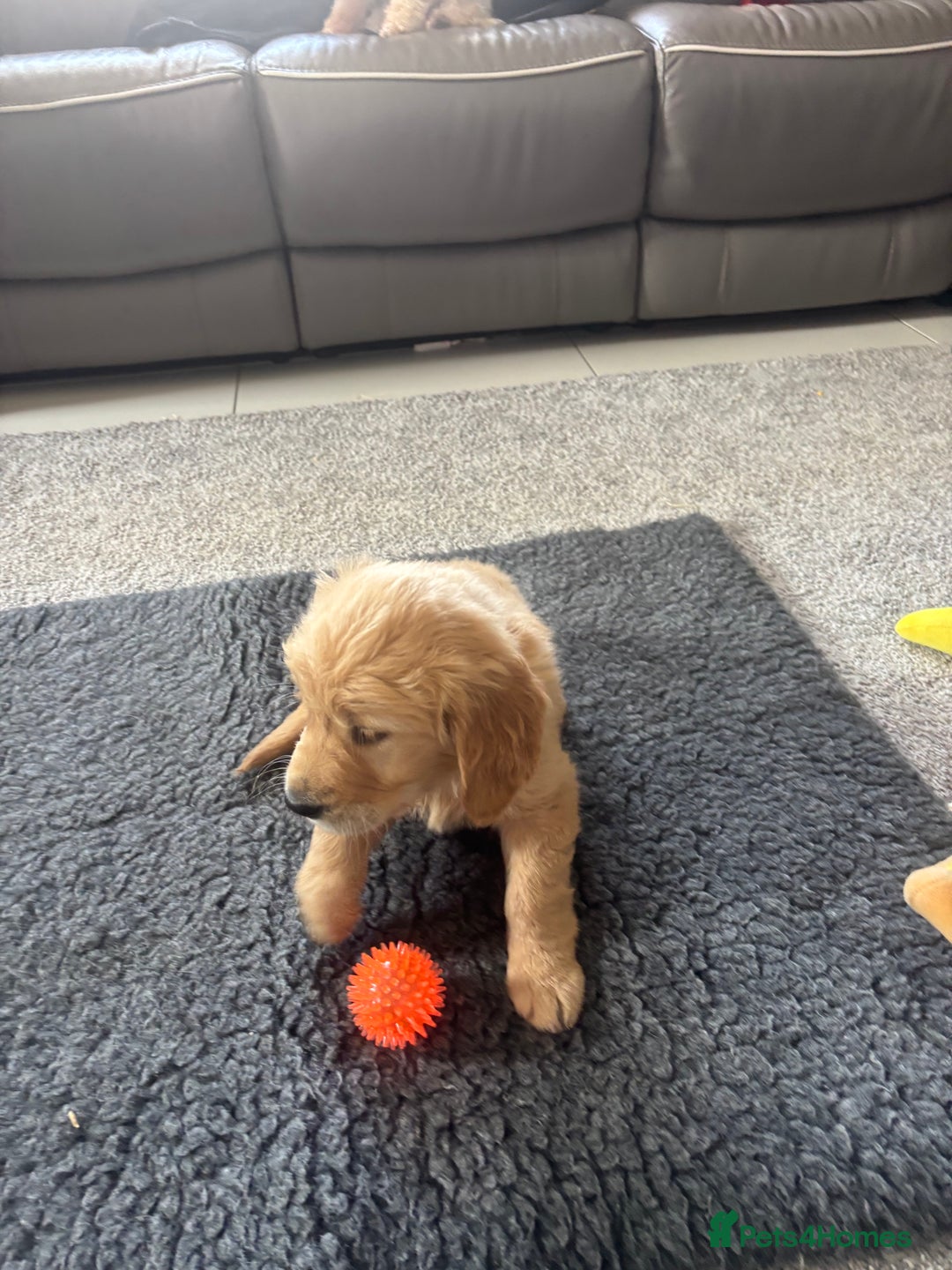 Golden Retriever dogs for sale: Beautiful Golden Retriever puppies - Image 2