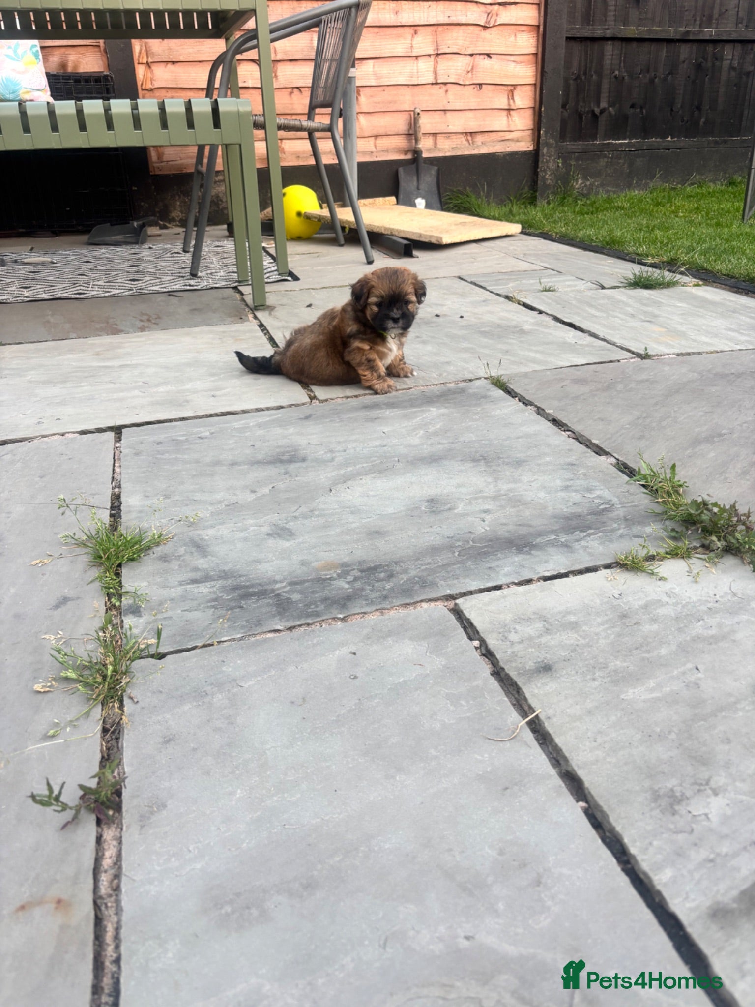 Mixed Breed dogs Beautiful Lhasapoo puppies  - Advert 2