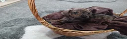 Mixed Breed dogs for sale: French bulldog x dachshund  - Advert 4