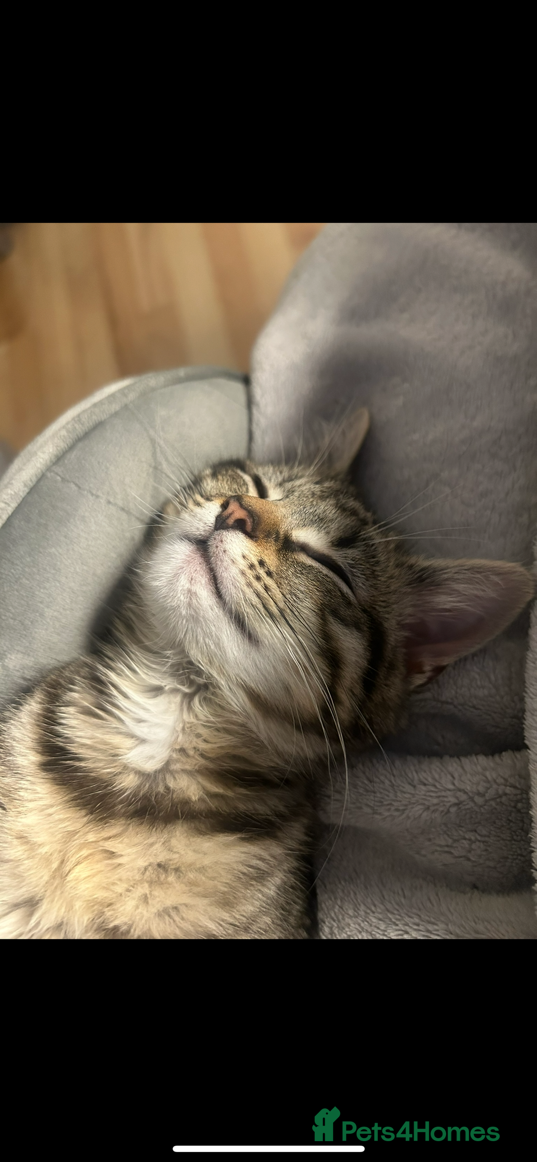 British Shorthair cats for sale: 2 year old male  - Advert 6