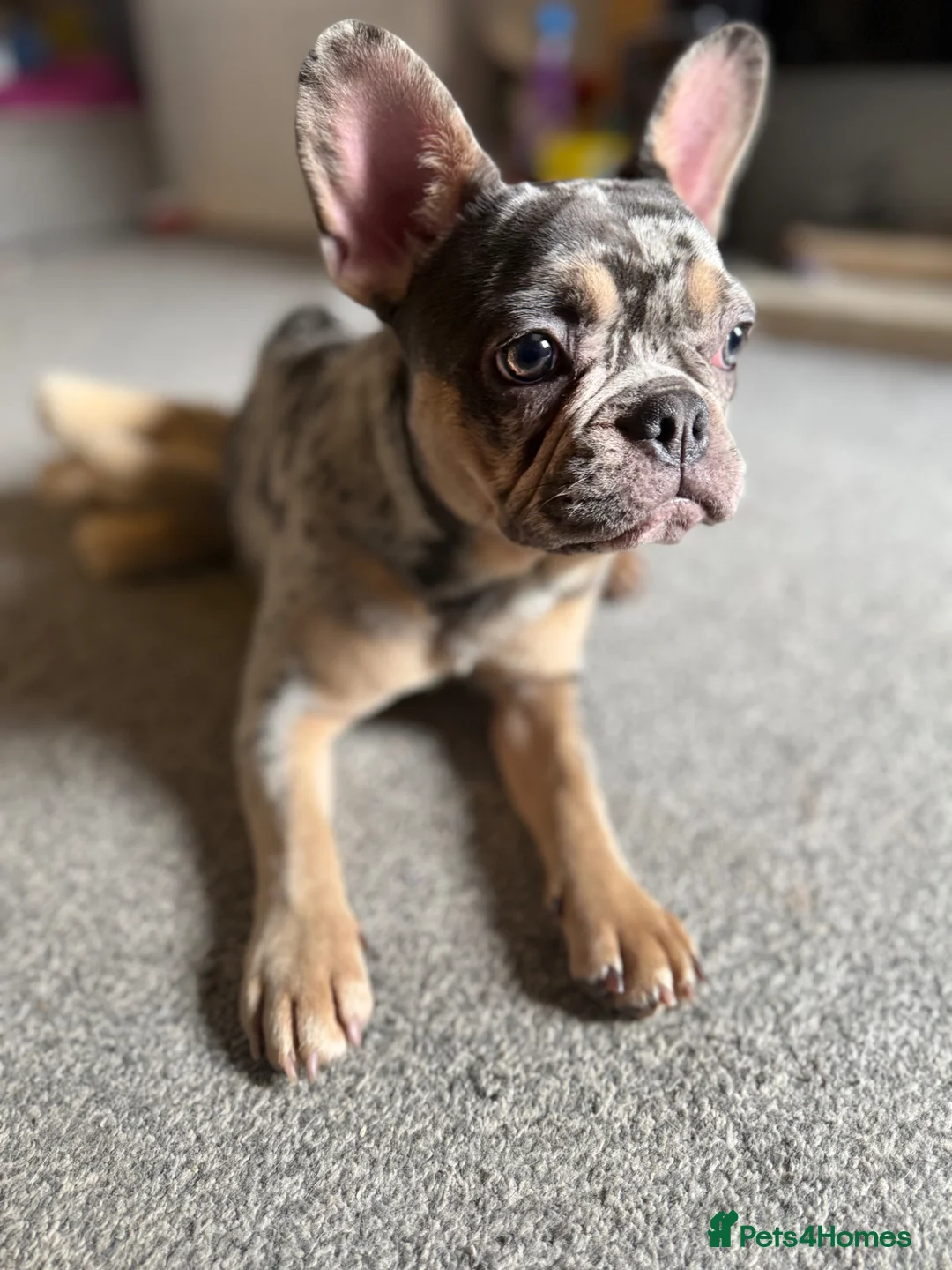 French Bulldog dogs for sale: Merle French bulldog   in Stoke-on-Trent - Advert 2