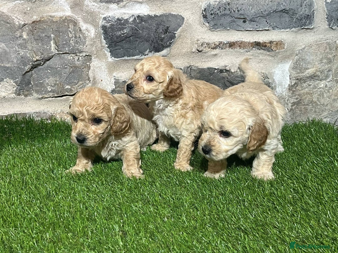 Poochon dogs for sale: Poochons Ready  **  Eve - Advert 7