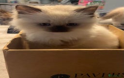 Ragdoll cats for sale: Ragdolls kittens  - Image 23