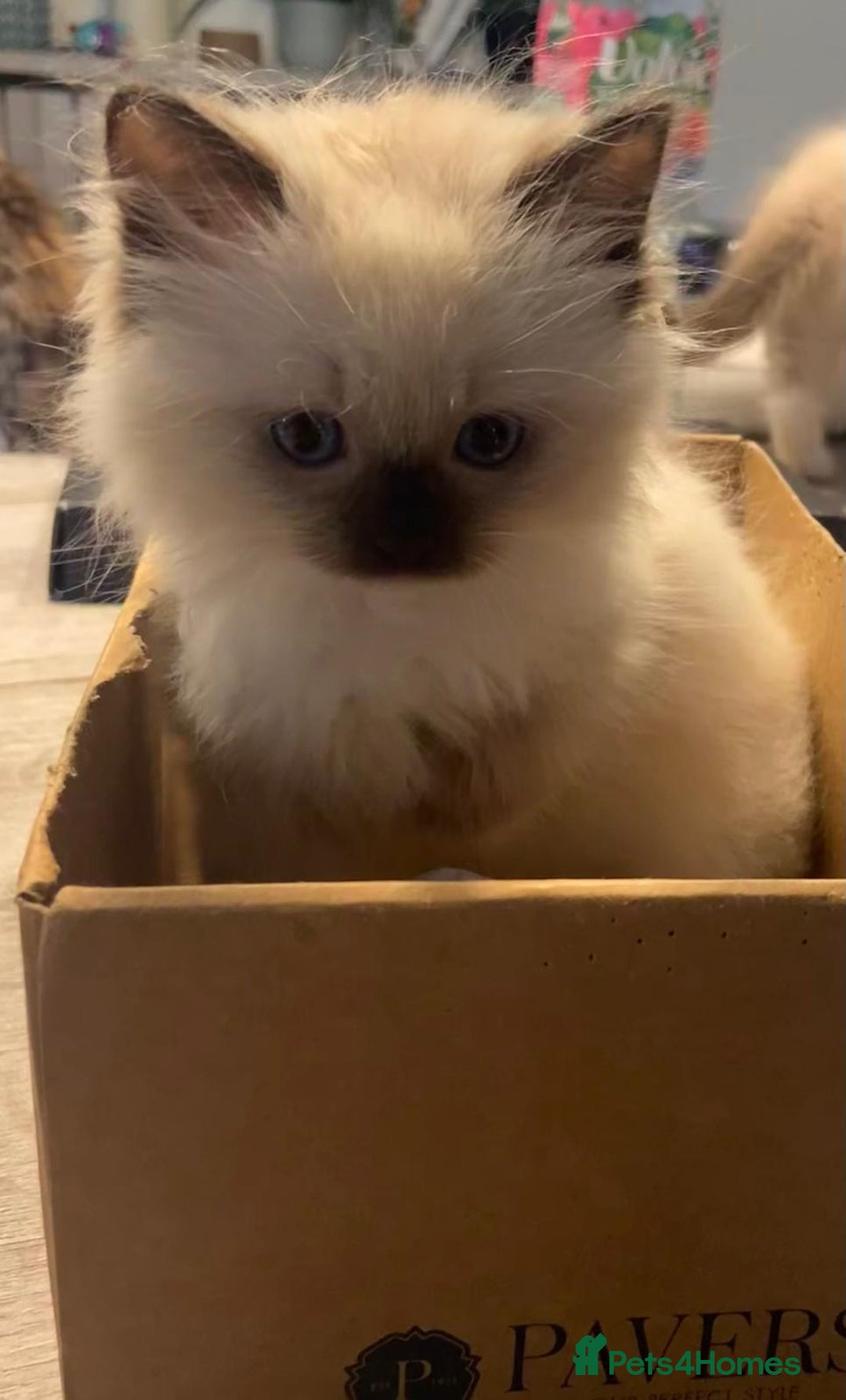 Ragdoll cats for sale: Ragdolls kittens  - Image 23