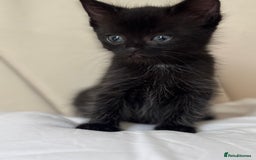 Ragdoll cats for sale: Rag doll - Image 1