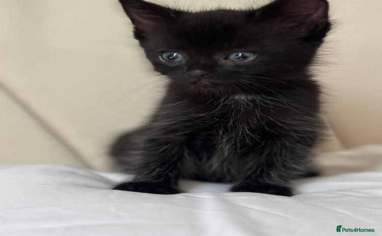 Ragdoll cats for sale - Advert 1