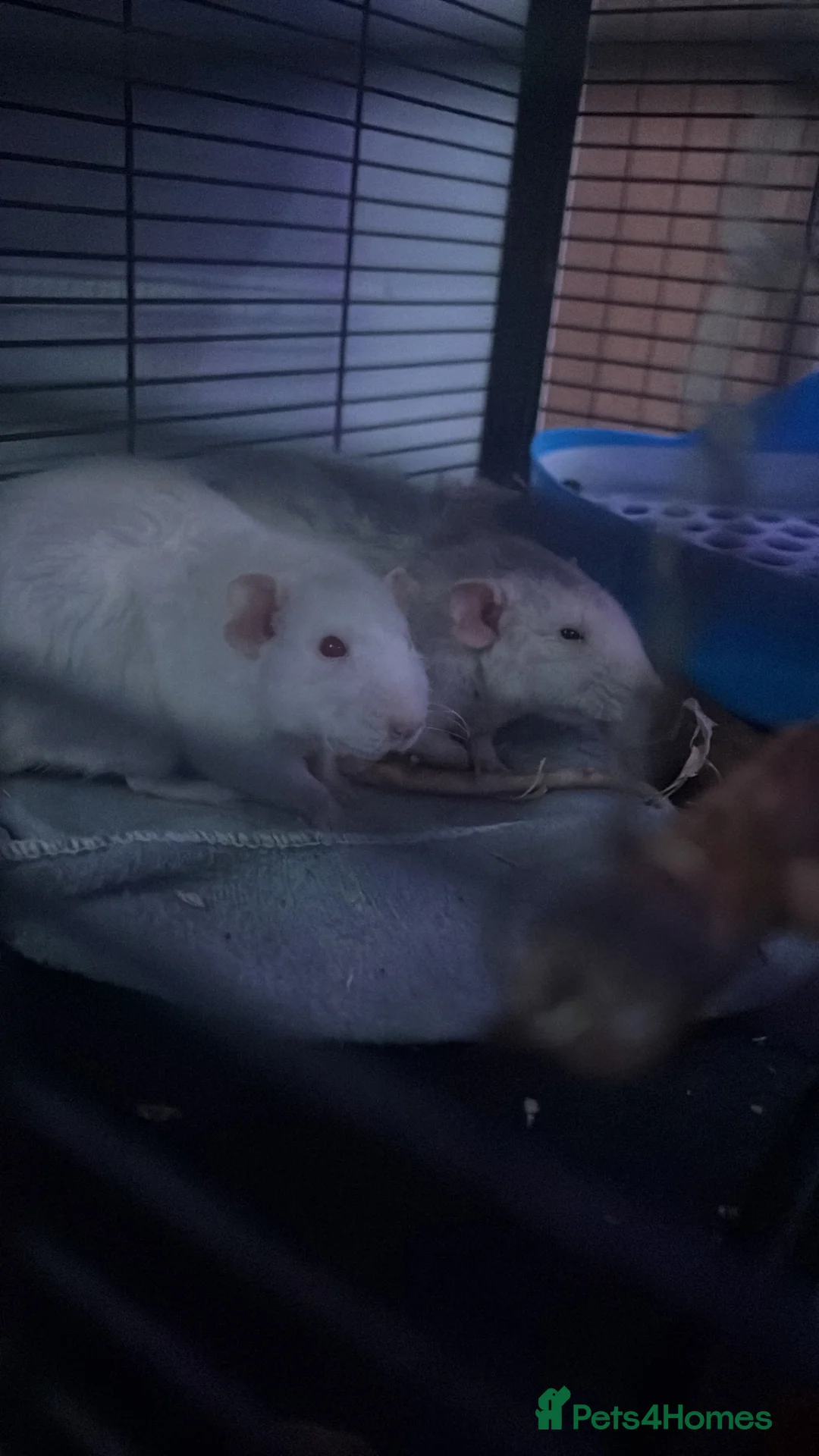 Rat rodents for sale: Need a new home asap  - Advert 1