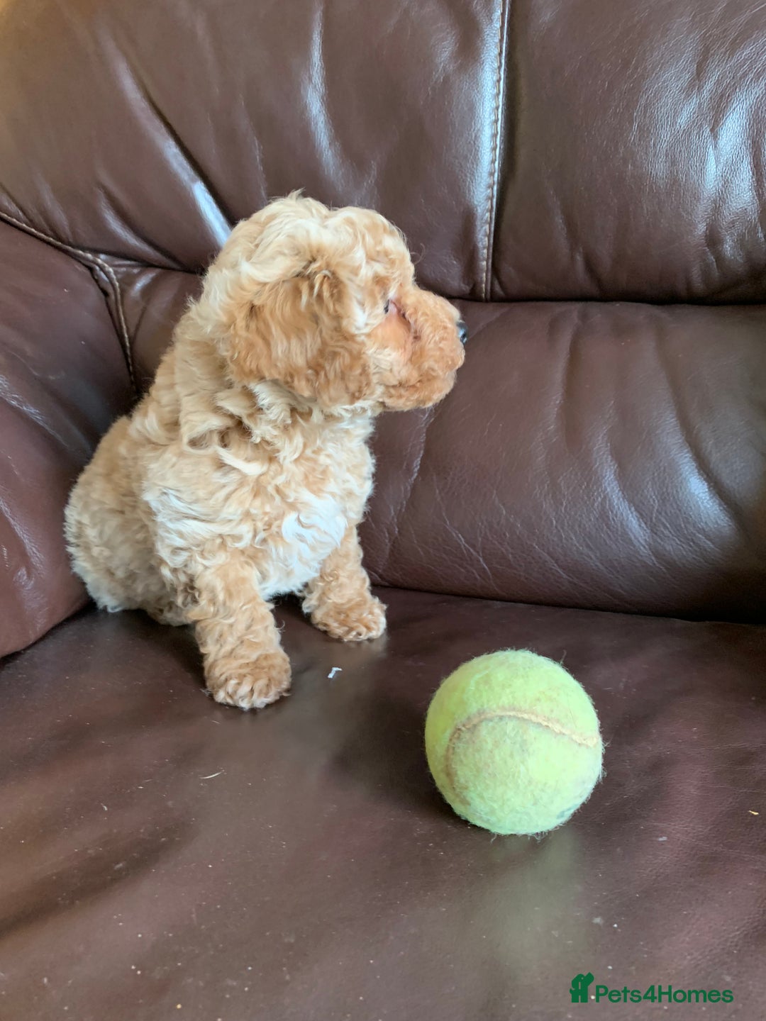 Poochon dogs for sale: Outstanding Poochon puppies - Advert 4